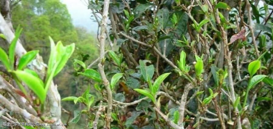 Ұ����ҶΪʲô���ܹ�