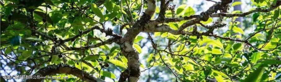 Ұ����ҶΪʲô���ܹ�