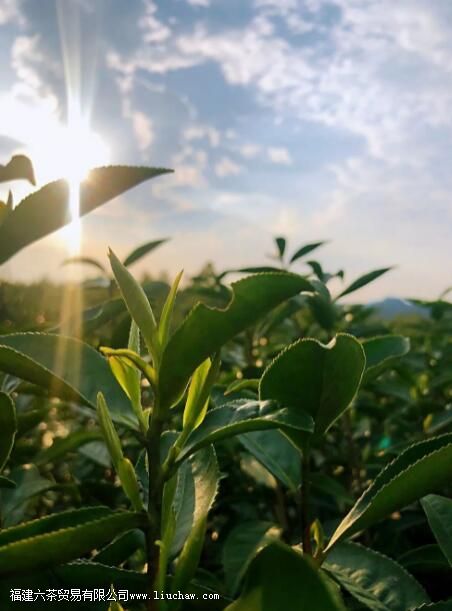 一斤白毫银针多少颗芽头 一斤白毫银针多少颗芽头