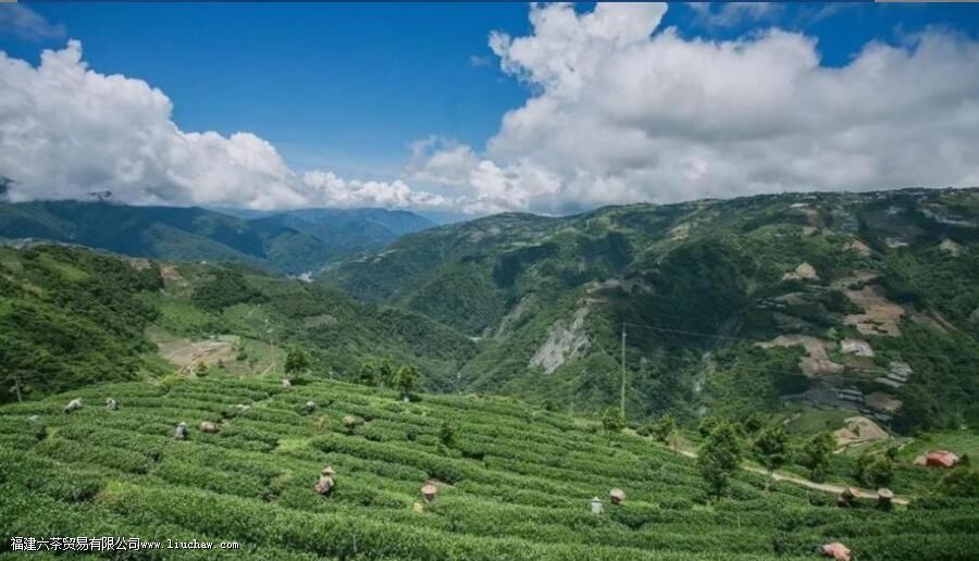 一年四季乌龙茶是什么茶 一年四季乌龙茶是什么茶