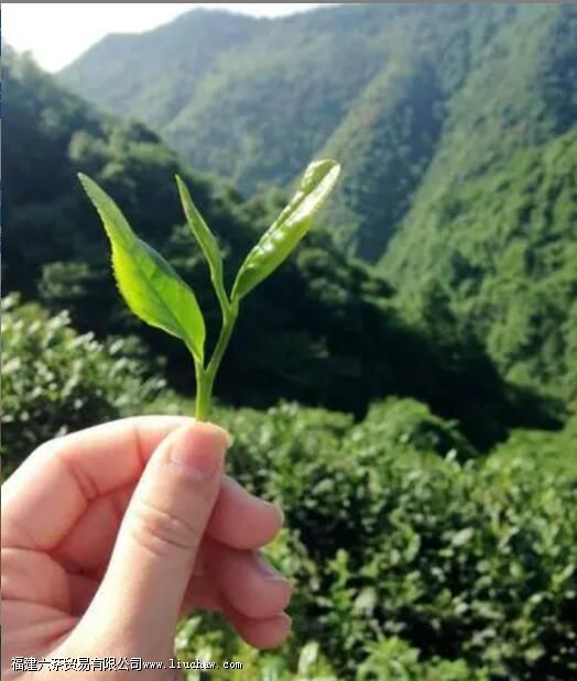 һ�Ķ���̫ƽ��� ϸ˵̫ƽ�����Ʒ���ص������