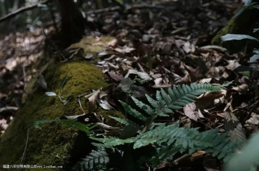 ��������ɽ�ն�����ص�