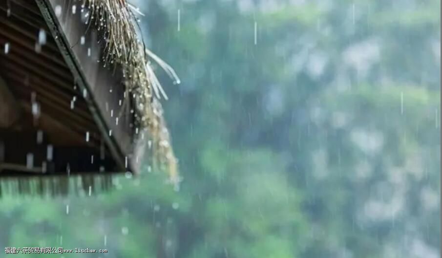 阴天和晴天哪个适合喝茶 阴天和晴天哪个适合喝茶