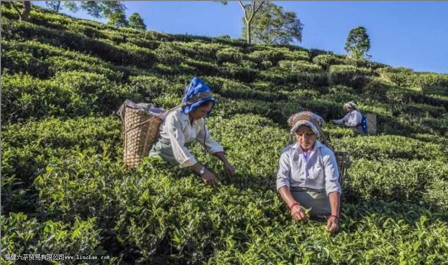 ӡ����ϲ����ʲô��