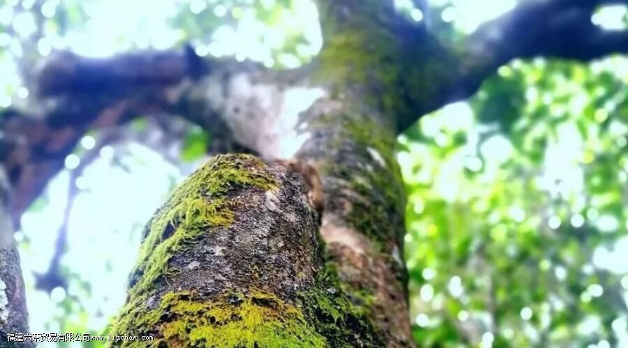 攸乐山普洱茶口感特点 攸乐山普洱茶口感特点