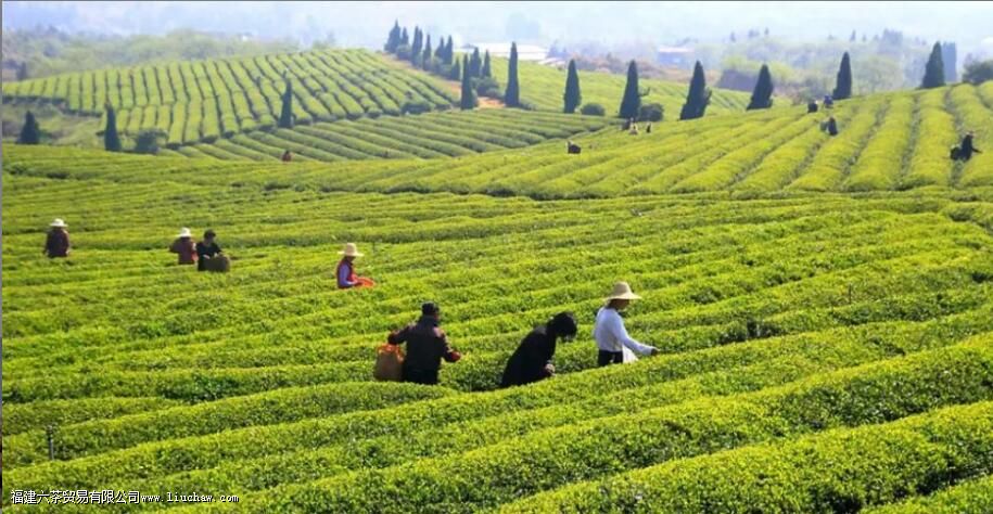 �л������ͨ��Ҷ��������ʲô