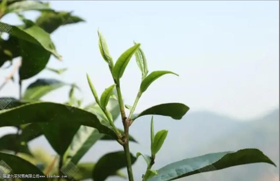 �л������ͨ��Ҷ��������ʲô