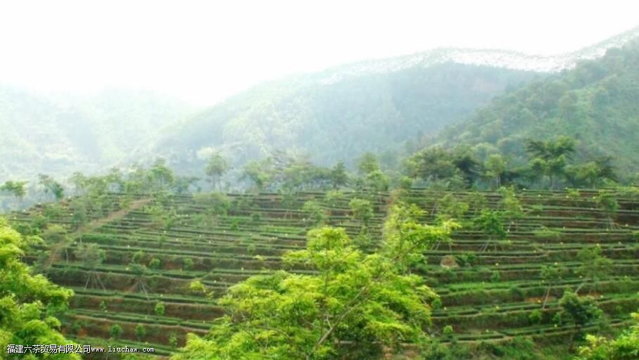 �л������ͨ��Ҷ��������ʲô