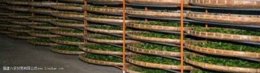 月光白茶工艺制作过程 月光白茶工艺制作过程