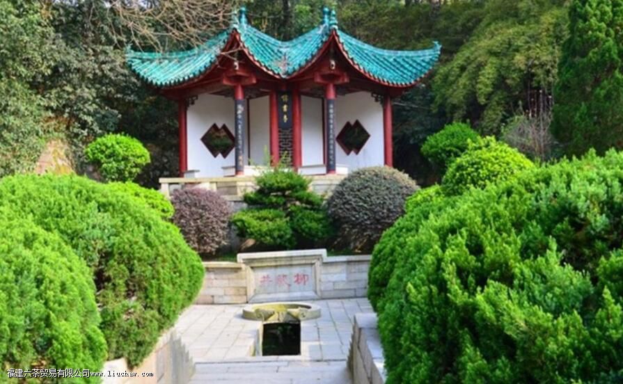 岳阳黄茶是什么茶 岳阳黄茶是什么茶