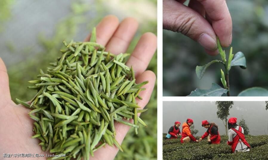 岳阳黄茶是什么茶 岳阳黄茶是什么茶