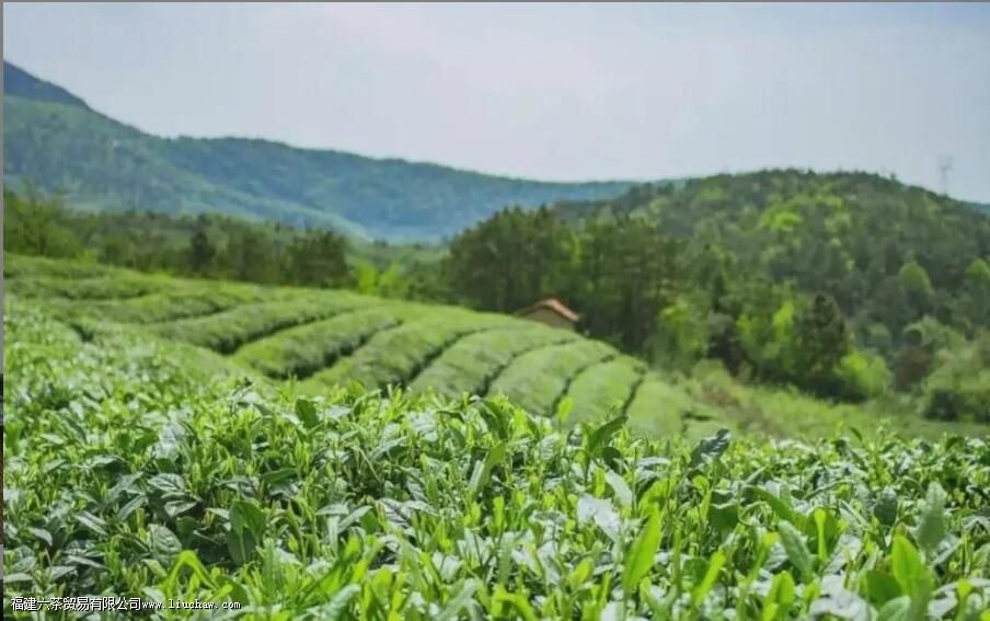 越乡龙井是什么茶 越乡龙井是什么茶