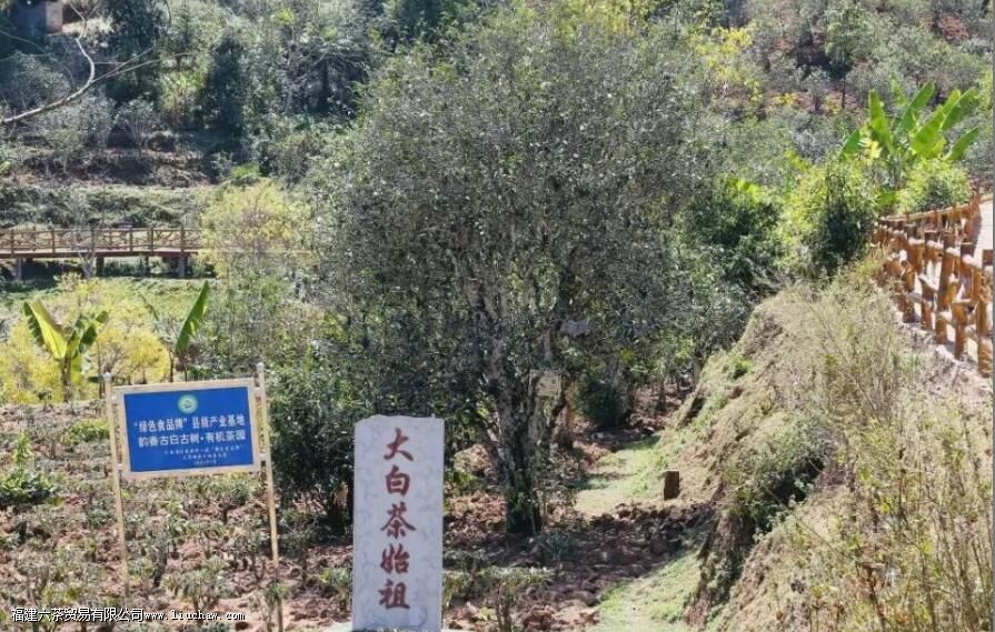 云南白茶的特点 云南白茶的特点