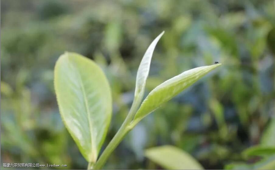 ���ϰײ�͸����ײ���ʲô����