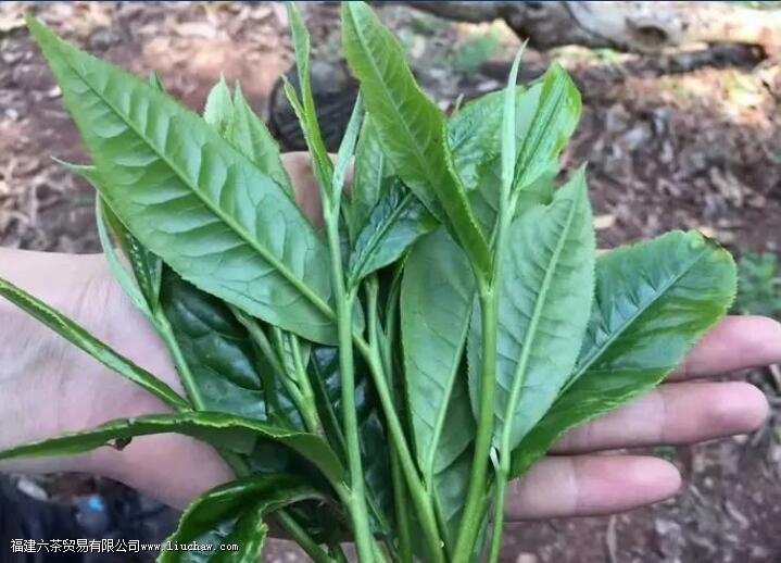 ���ϴ�Ҷ��vsСҶ�֣������к�����