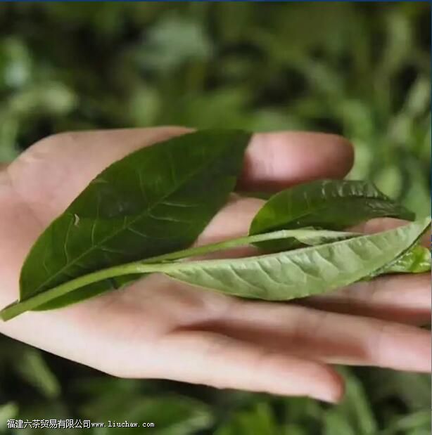 ���ϴ�Ҷ��vsСҶ�֣������к�����