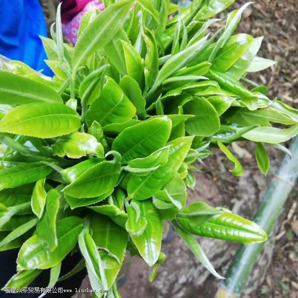 ���ϴ�Ҷ��vsСҶ�֣������к�����