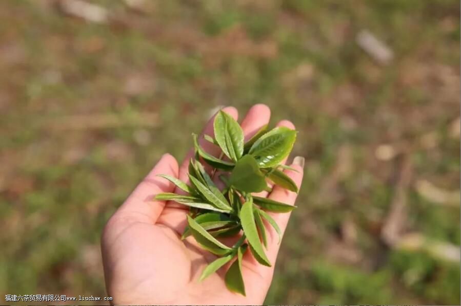 ���ϴ�Ҷ��vsСҶ�֣������к�����