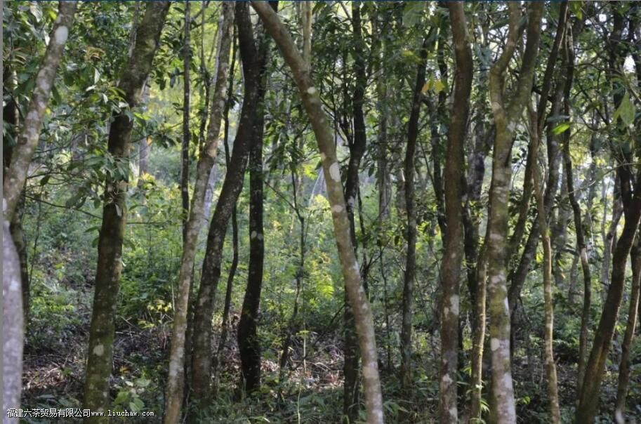 云南红土地普洱茶介绍 云南红土地普洱茶介绍