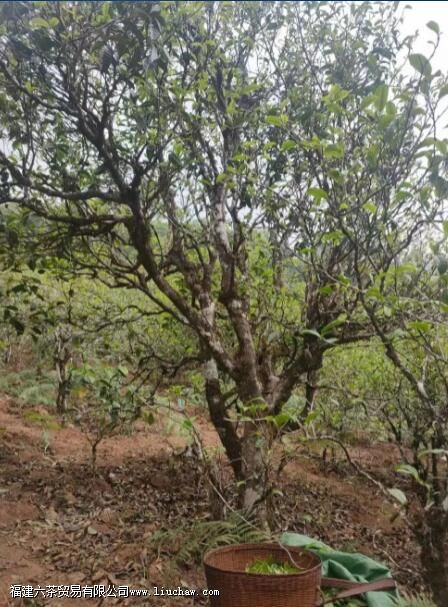 云南红土地普洱茶介绍 云南红土地普洱茶介绍