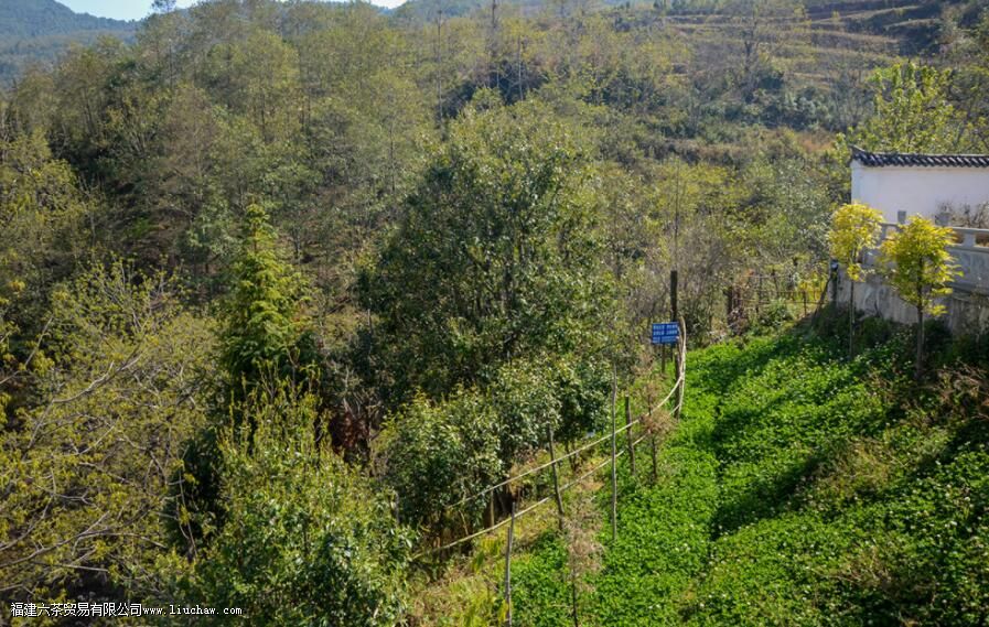 ����������ֲ�����ĵ������Ƕ�