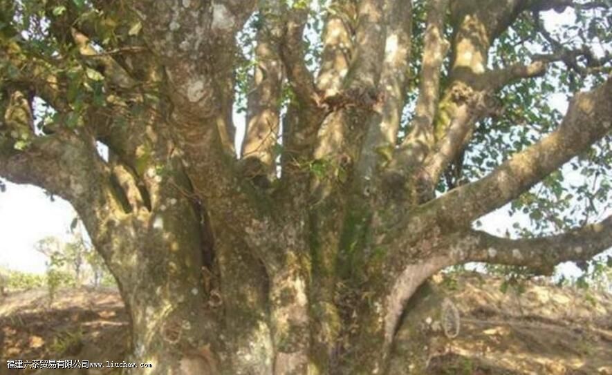 ����������ֲ�����ĵ������Ƕ�