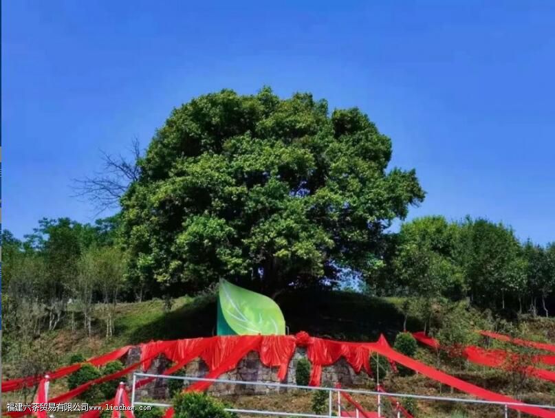 ����������ֲ�����ĵ������Ƕ�