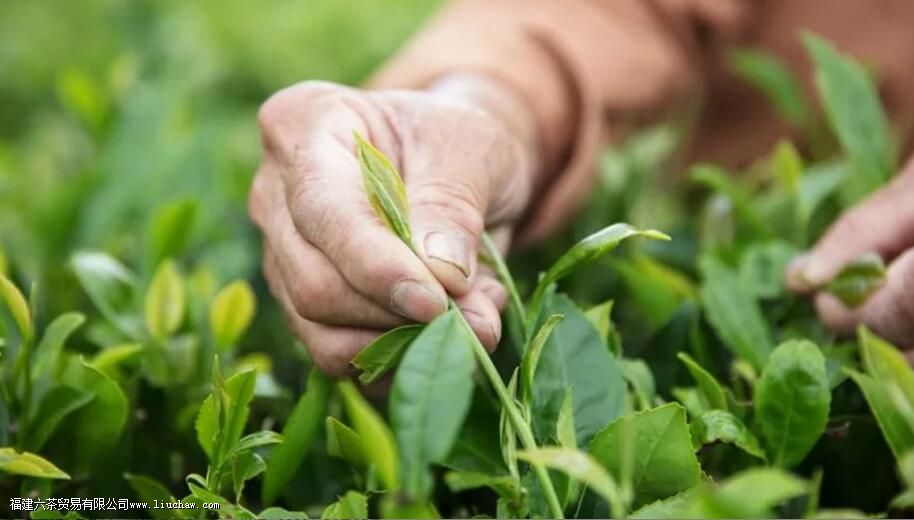 ժ��Ҷһ����ժ���ٽ�