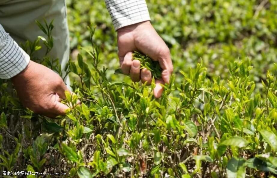 ժ��Ҷһ����ժ���ٽ�