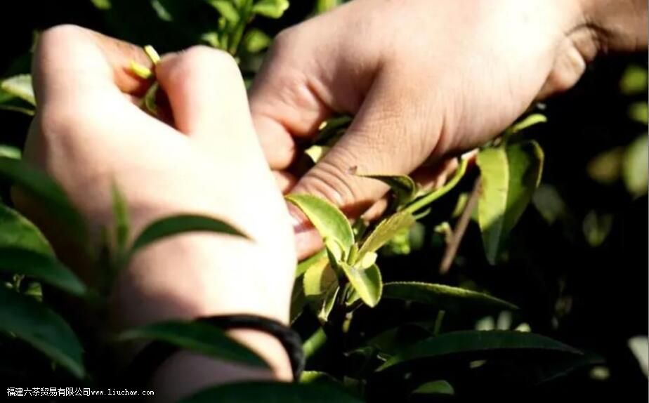 ժ��Ҷһ����ժ���ٽ�