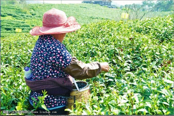 ժ��Ҷһ����ժ���ٽ�