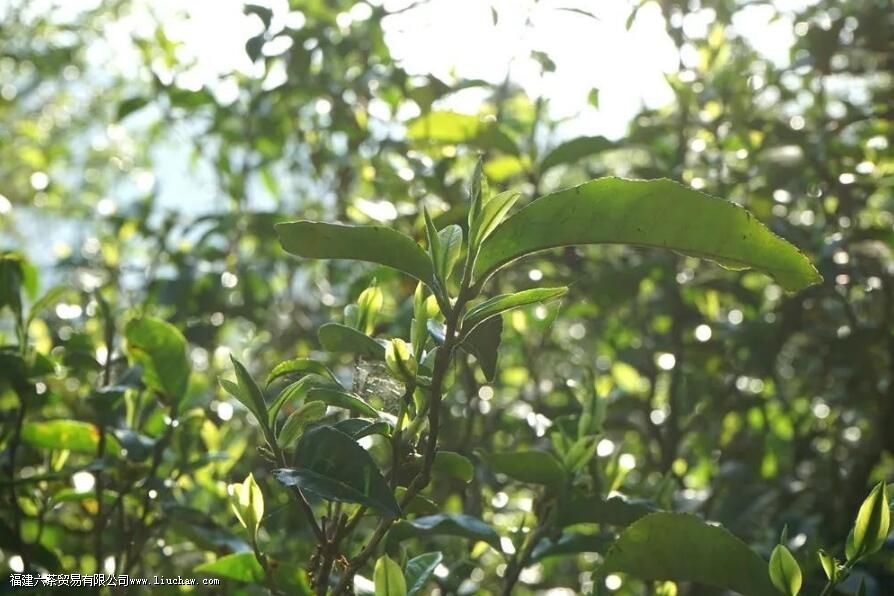 �ż�կ�ն������