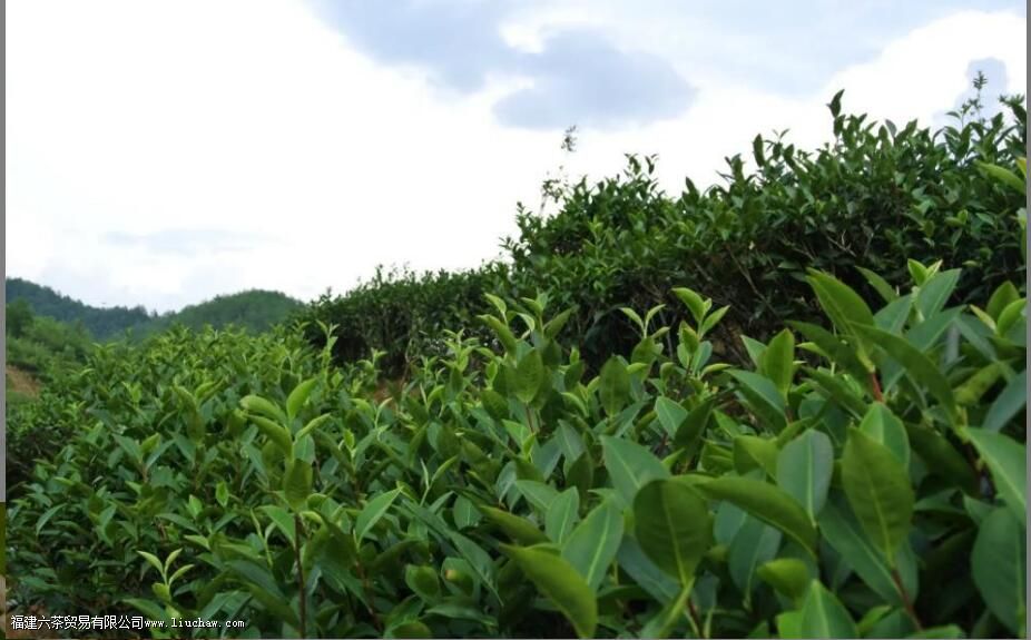 漳平水仙是全发酵的吗 漳平水仙是全发酵的吗