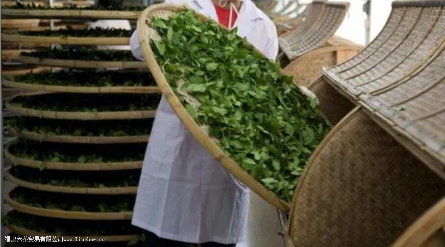 正味的铁观音和消青铁观音有什么区别 正味的铁观音和消青铁观音有什么区别