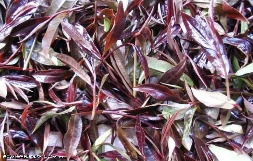 紫娟白茶是什么茶