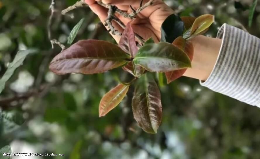 紫芽、紫娟、紫茶,三者有什么区别