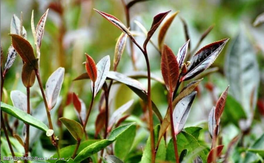 紫芽、紫娟、紫茶,三者有什么区别 紫芽、紫娟、紫茶,三者有什么区别