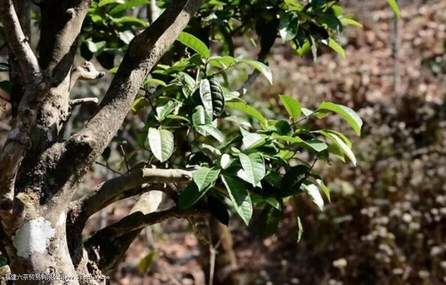 ��ѿ��������ʲô��