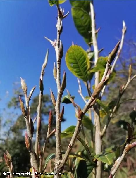 ��ѿ��������ʲô��