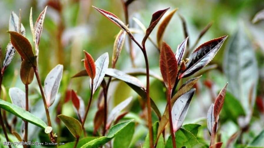 紫芽茶为什么不能加工成绿茶