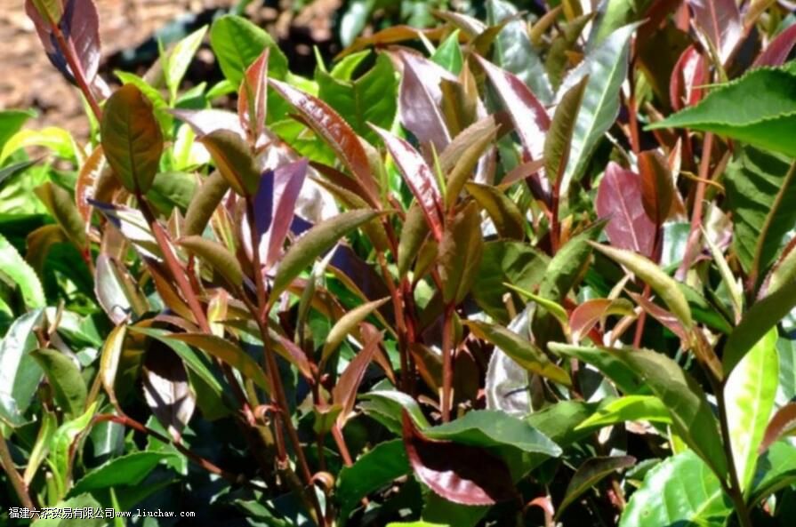 ��ѿ��Ϊʲô���ܼӹ����̲�