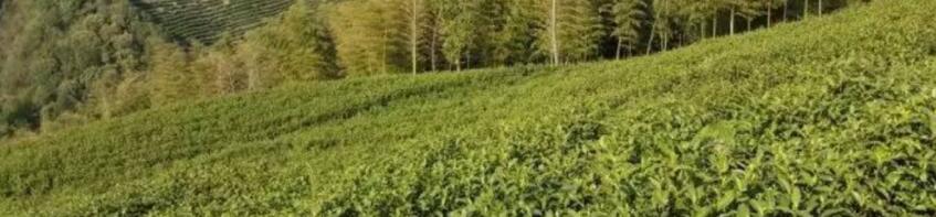 �����ײ貣�������ݶ��ٿ�