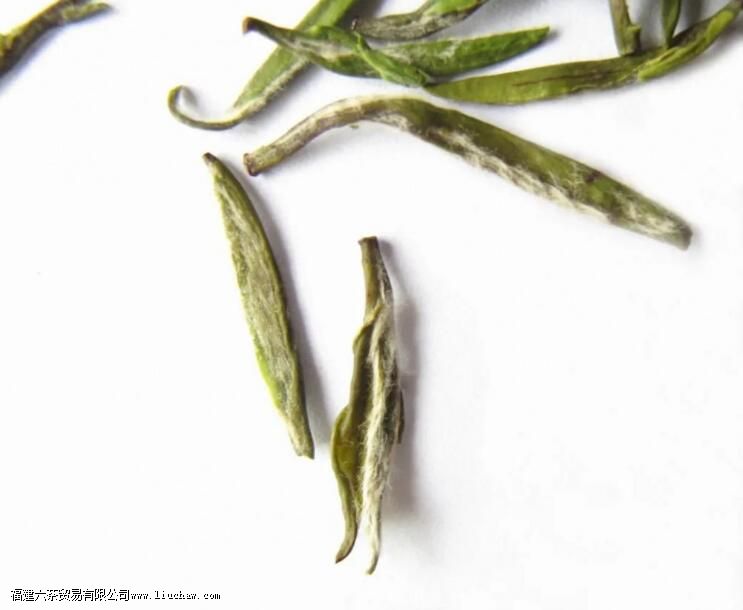 ��Ҷ����֮��Ϊʲô��������