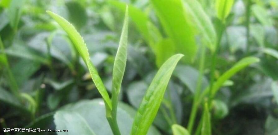 ��Ҷ�е���������Ҫ�ɷ���ʲô