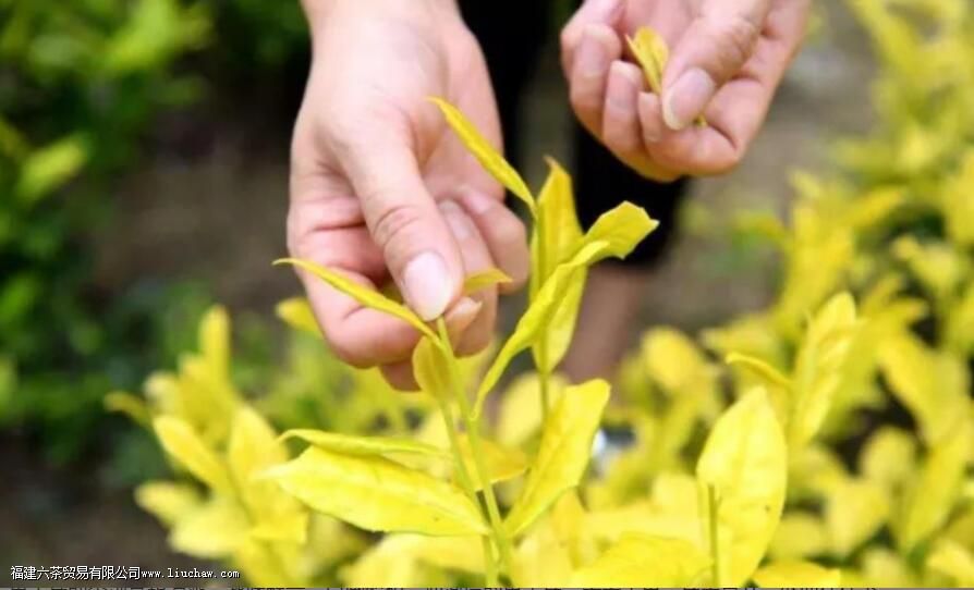 �ƽ�ѿ�Ĳ�ˮ�����Ƕ���