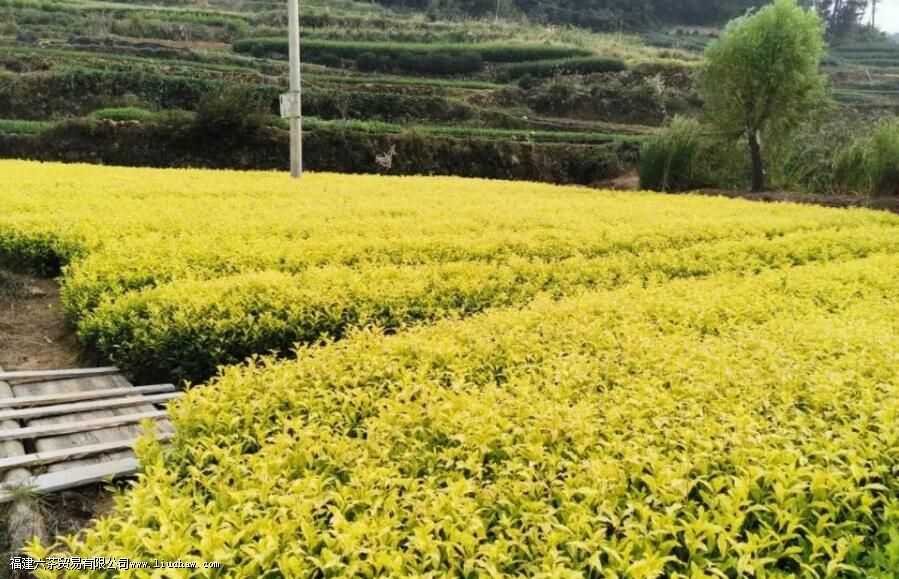 �ƽ�ѿ�Ĳ�ˮ�����Ƕ���