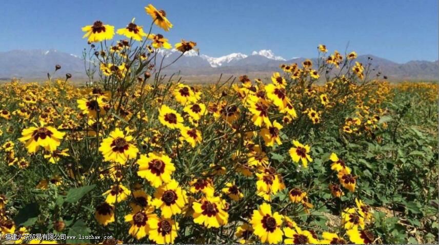 ����ѩ����ͨ��һ���ݼ���