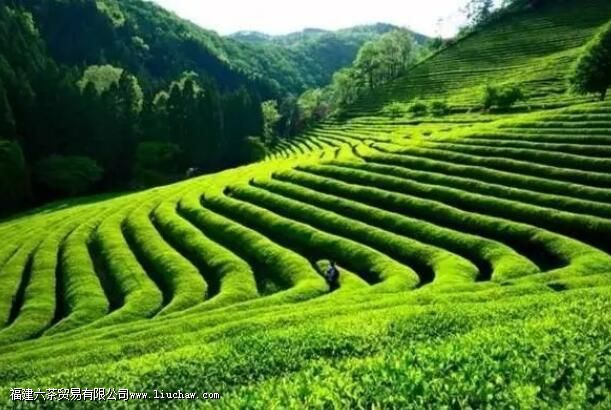 尼泊尔红茶怎么泡才正确 尼泊尔红茶怎么泡才正确