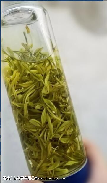 泡一杯绿茶,投茶量多少合适 泡一杯绿茶,投茶量多少合适