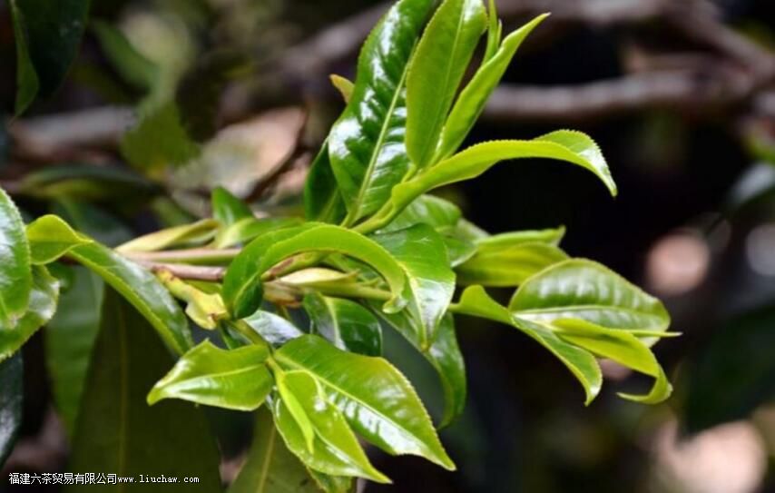 野生茶用多少度的水泡 野生茶用多少度的水泡